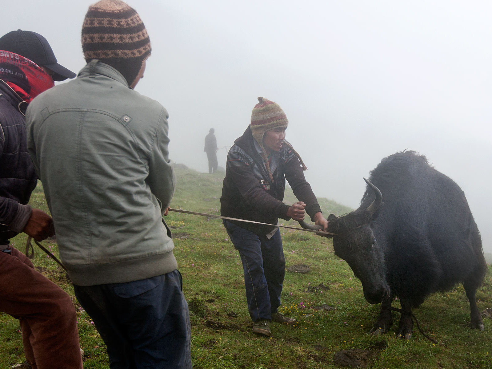 Men struggle with a yak before he is bled. About five yaks are caught each morning during the festival. Each yak supplies about 15 glasses of blood. Men struggle with a yak before he is bled. About five yaks are caught each morning during the festival. Each yak supplies about 15 glasses of blood.