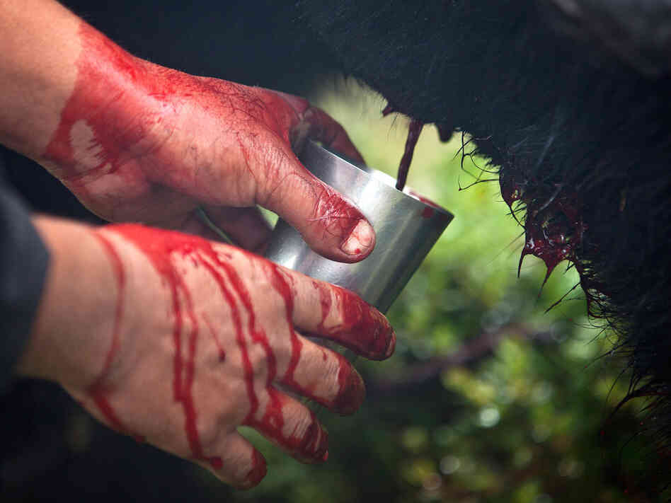 Blood flows from an incision in a yak's vein into into a cup. The yak will be released after he is bled.