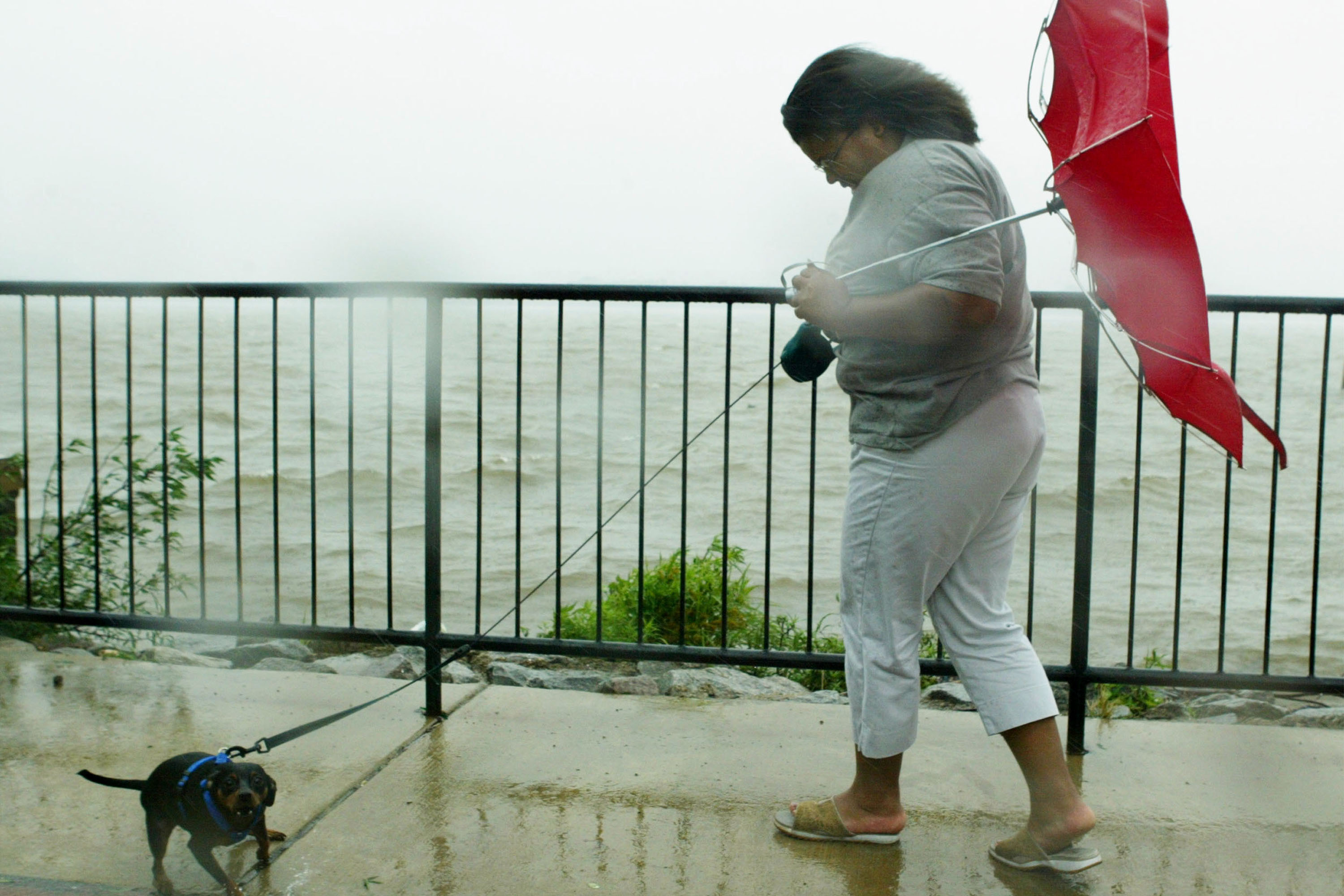 Tiffaney Battle (perfect last name) and her dog, Zach, versus Hurricane Isabel, Alexandria, Va., 2003.