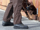 Miami-Dade narcotics detector canine Franky, who came out of retirement to give a demonstration, sniffs marijuana in Miami in 2011. Franky's supersensitive nose is at the heart of a question being put to the U.S. Supreme Court: Does a police K-9's sniff outside a house give officers the right to get a search warrant for illegal drugs? Miami-Dade narcotics detector canine Franky, who came out of retirement to give a demonstration, sniffs marijuana in Miami in 2011. Franky's supersensitive nose is at the heart of a question being put to the U.S. Supreme Court: Does a police K-9's sniff outside a house give officers the right to get a search warrant for illegal drugs?