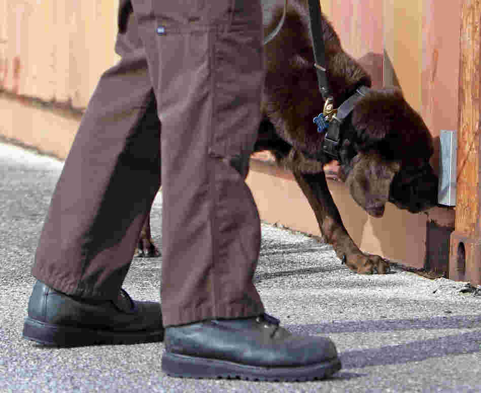 Miami-Dade narcotics detector canine Franky, who came out of retirement to give a demonstration, sniffs marijuana in Miami in 2011. Franky's supersensitive nose is at the heart of a question being put to the U.S. Supreme Court: Does a police K-9's sniff outside a house give officers the right to get a search warrant for illegal drugs?
