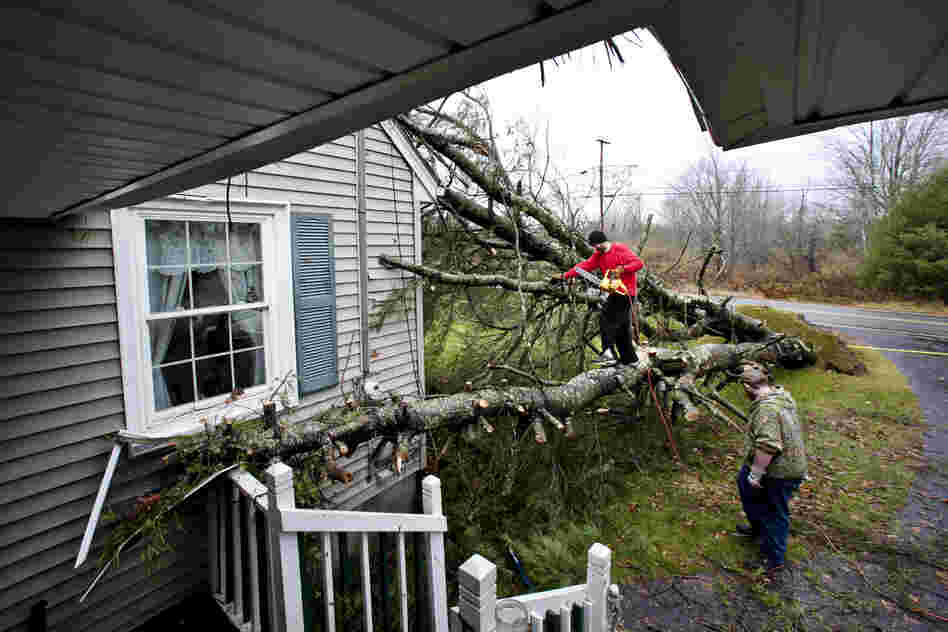 Phil Potvin climbs into position to cut a white pine after the tree toppled onto his father's home during Sandy in Scarborough, Maine.