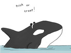 Orca Orca