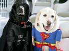 I mean, if Dick Cheney's dogs can do it, so can you. (Jackson, i.e. Darth Vader, and Dave, i.e. Superman, at the Vice President's residence in 2007.) I mean, if Dick Cheney's dogs can do it, so can you. (Jackson, i.e. Darth Vader, and Dave, i.e. Superman, at the Vice President's residence in 2007.)