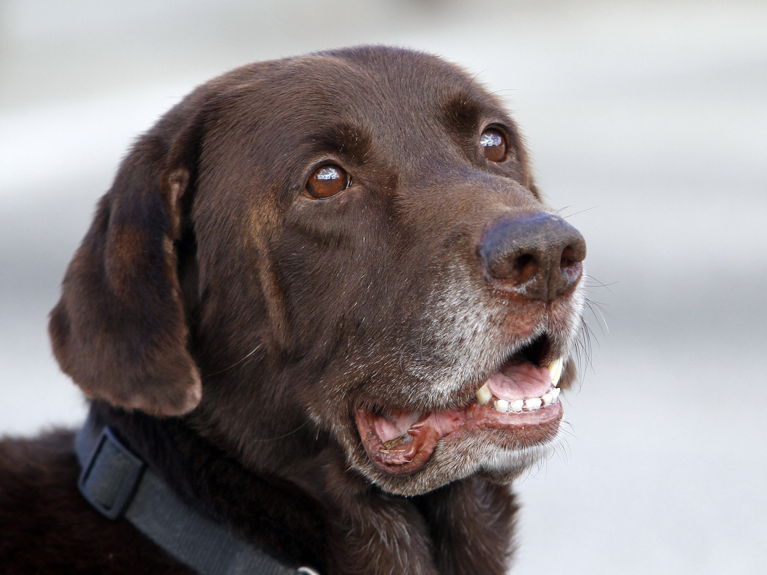 Miami-Dade retired narcotics detector canine Franky looks on during a demonstration in Miami.