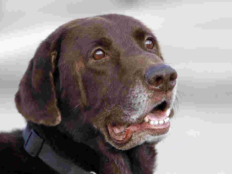 Miami-Dade retired narcotics detector canine Franky looks on during a demonstration in Miami.
