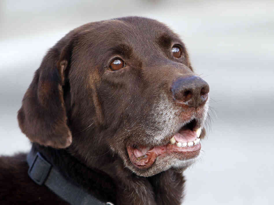 Miami-Dade retired narcotics detector canine Franky looks on during a demonstration in Miami.