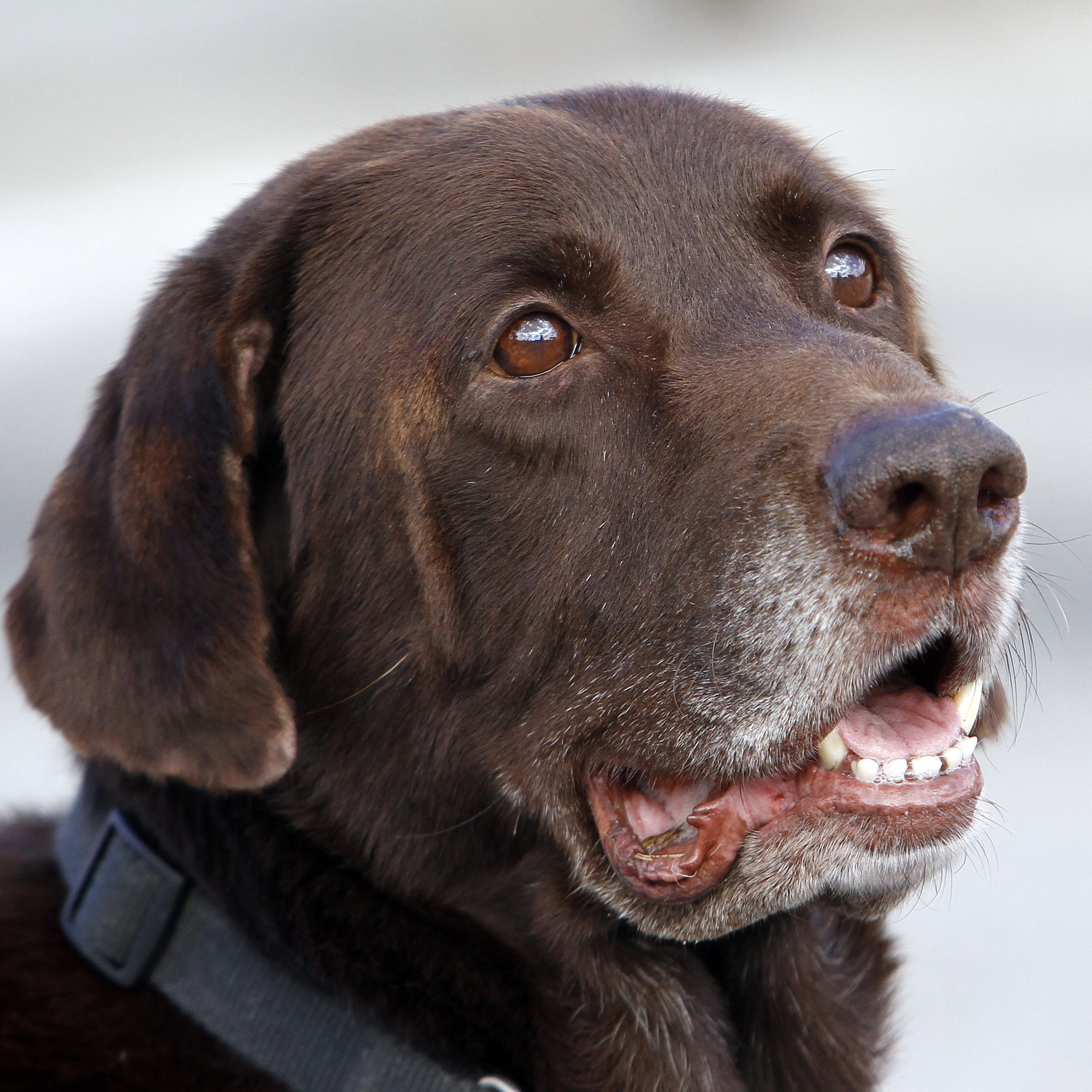 Miami-Dade retired narcotics detector canine Franky looks on during a demonstration in Miami.