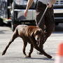Miami-Dade Detective Douglas Bartelt and narcotics detector canine Franky give a demonstration in Miami in 2011. Miami-Dade Detective Douglas Bartelt and narcotics detector canine Franky give a demonstration in Miami in 2011.