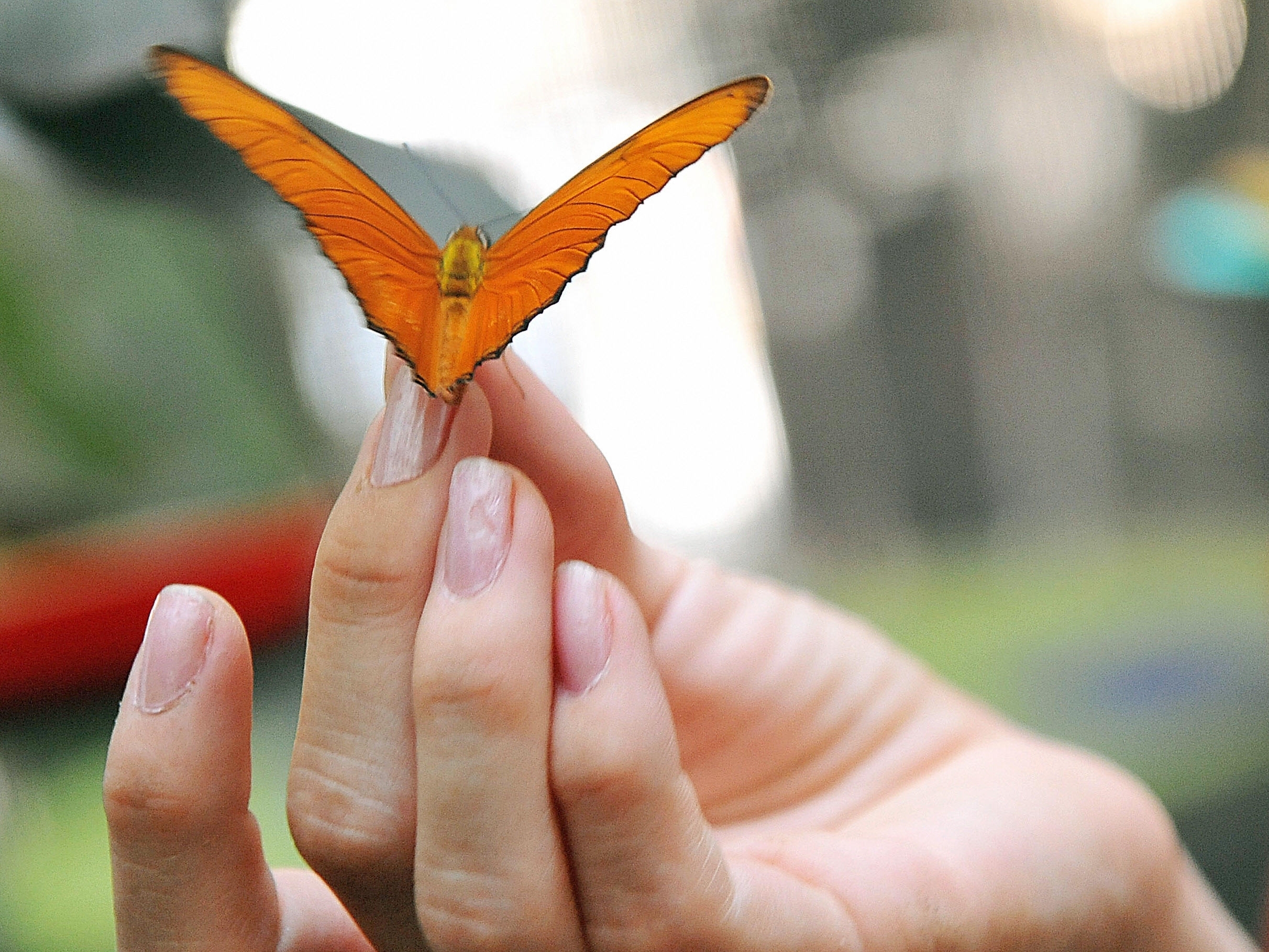 Giving Wing To A Story Of Climate Change