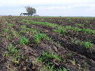 This field is part of a 160-acre tract in Saline County, Mo., that sold for $10,700 per acre in February — double what it would have gone for five years ago. This field is part of a 160-acre tract in Saline County, Mo., that sold for $10,700 per acre in February — double what it would have gone for five years ago.