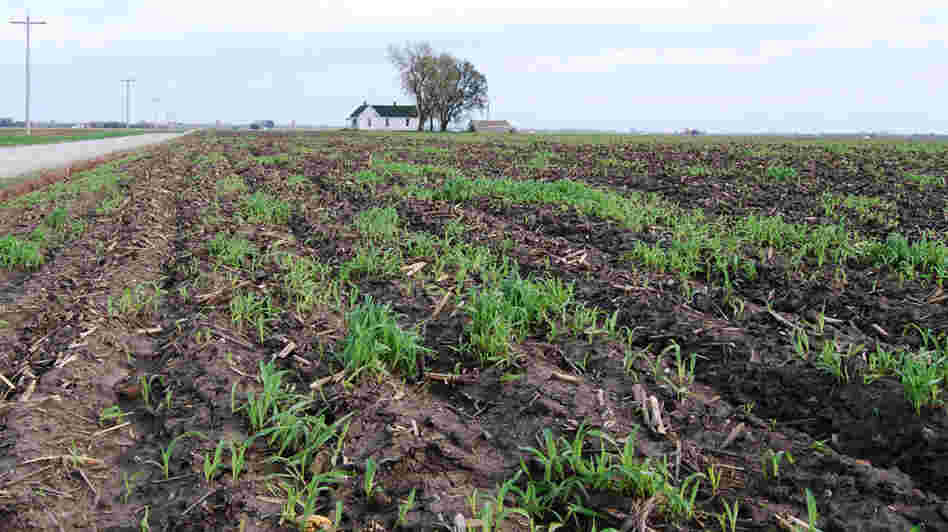 This field is part of a 160-acre tract in Saline County, Mo., that sold for $10,700 per acre in February — double what it would have gone for five years ago.