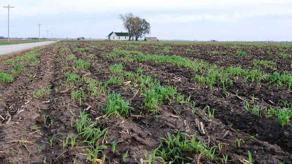 This field is part of a 160-acre tract in Saline County, Mo., that sold for $10,700 per acre in February — double what it would have gone for five years ago.