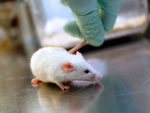 Researchers at New York University Hospital worry the mice they use to study human disease may have perished in the flooding caused by Superstorm Sandy.