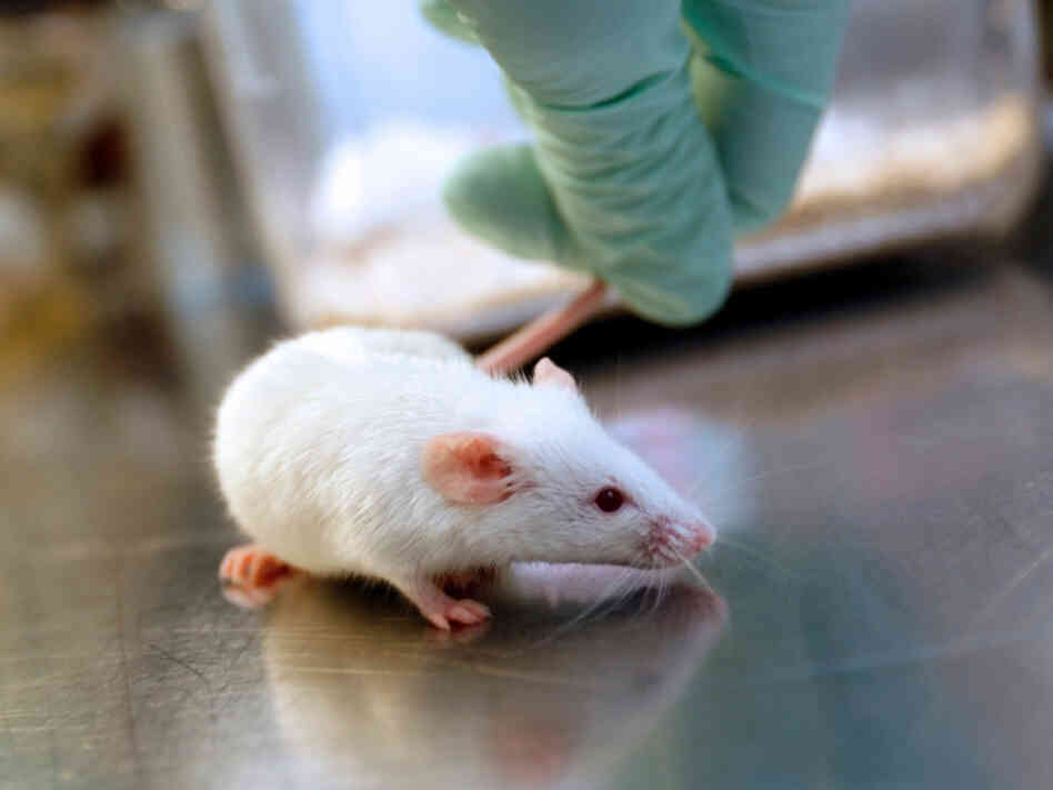Researchers at New York University Hospital worry the mice they use to study human disease may have perished in the flooding caused by Superstorm Sandy.