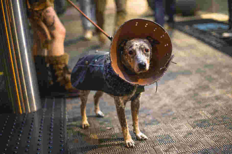 This viking-dog rocks way harder than you.