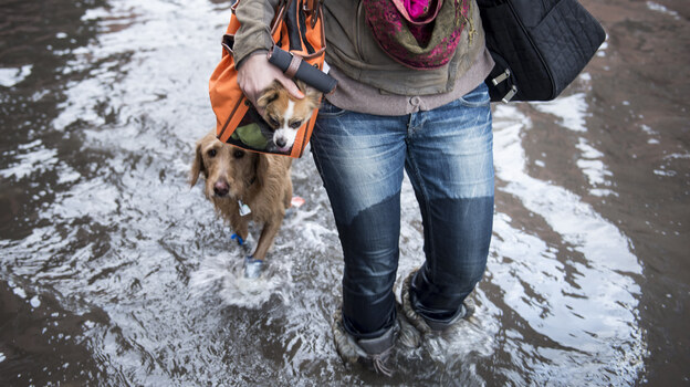 Blaine Badick walks through floodwaters with her dogs in Hoboken, N.J., on Wednesday.