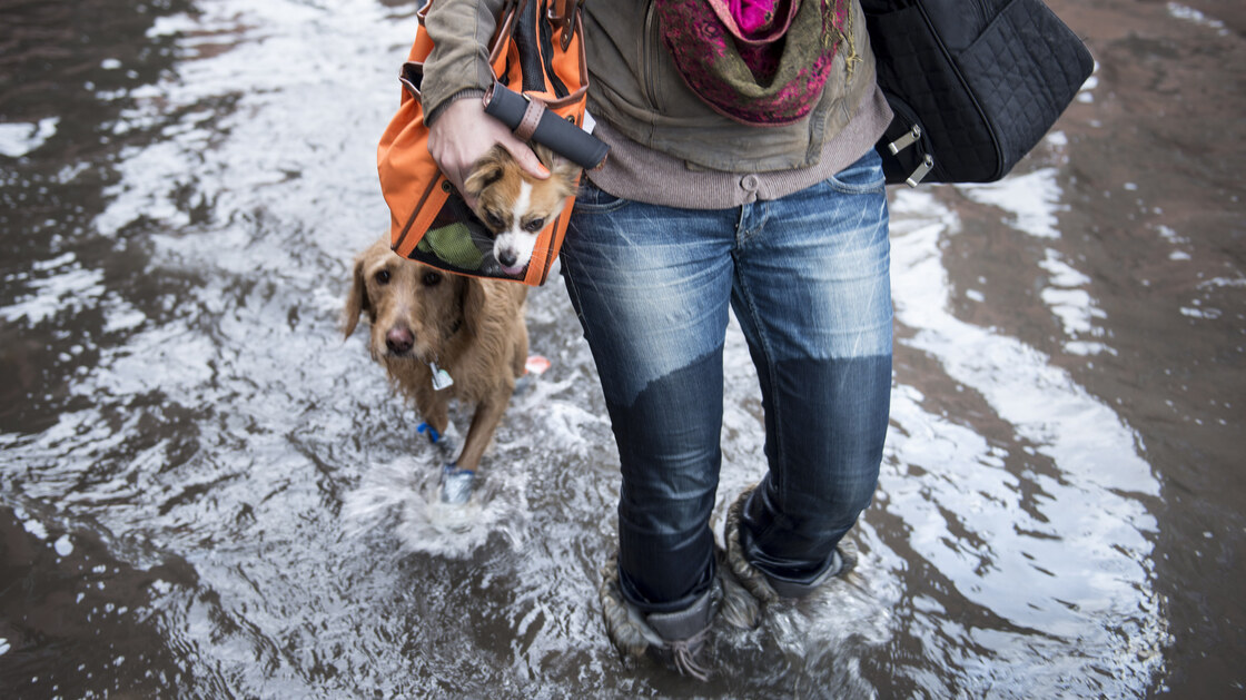 Blaine Badick walks through floodwaters with her dogs in Hoboken, N.J., on Wednesday.