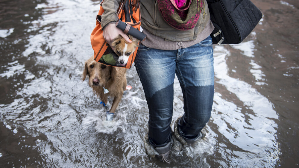 Blaine Badick walks through floodwaters with her dogs in Hoboken, N.J., on Wednesday.