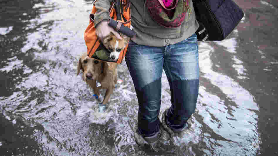 Blaine Badick walks through floodwaters with her dogs in Hoboken, N.J., on Wednesday.