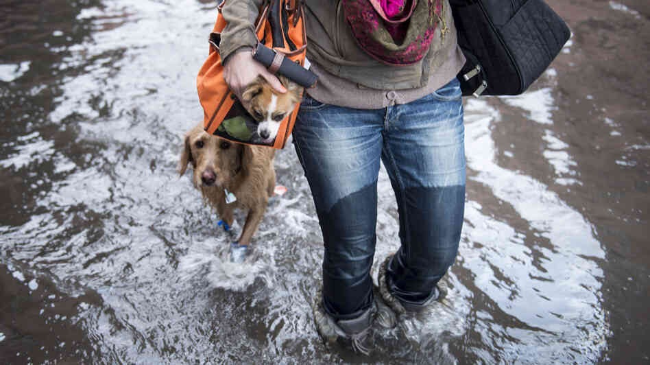 Blaine Badick walks through floodwaters with her dogs in Hoboken, N.J., on Wednesday.
