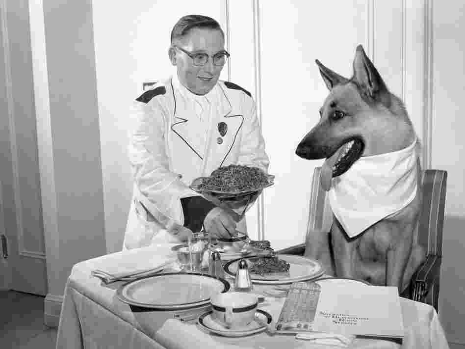 By the 1950s, Rin Tin Tin was played by three dogs, who often traveled around the country making public appearances. In this undated photo, one Rin Tin Tin enjoys a luxury dinner in his Chicago hotel suite.