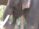 Koshi, an elephant, makes sounds that imitate Korean words. Koshi, an elephant, makes sounds that imitate Korean words.