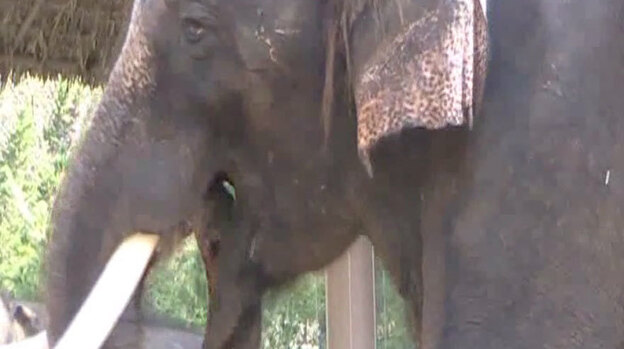 Koshi, an elephant, makes sounds that imitate Korean words. (Current Biology)