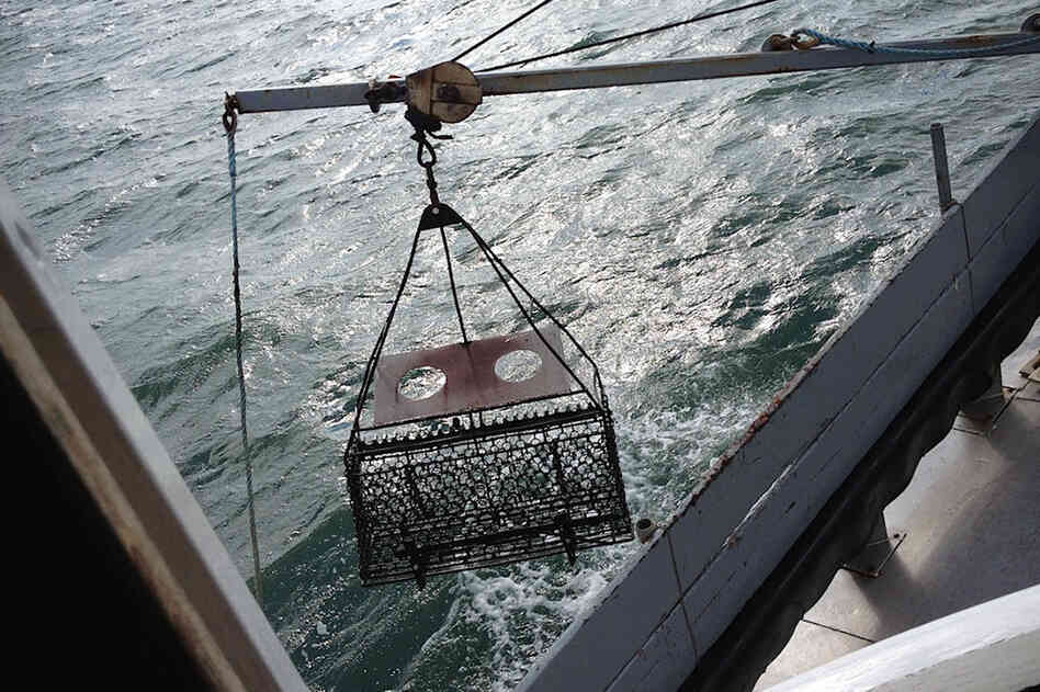 Jimmy Bloom lowers two cages with rakes on the front to drag the bottom of the sound, about 30 feet below. Then he brings it up and dumps it on deck to check the oysters. "You know, if the storm hit, you'll see the shells will be all polished or the oysters could be all gapped. So it would be nothing to lose 80 to 90 percent of your oysters," Norman Bloom says, looking on.
