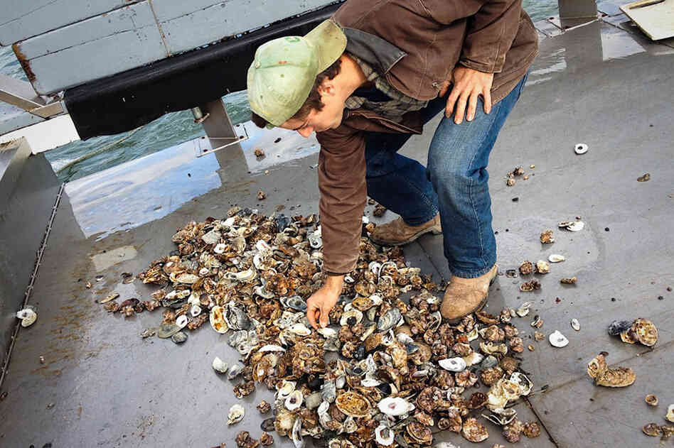 What they pull up is discouraging. Normally, 30 seconds under water would bring up a cage full of mostly healthy oysters. This time, Jimmy Bloom pulls up a cage that is barely one-third full. And it's haul is a mix of broken, chipped, meatless oysters.