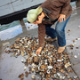 What they pull up is discouraging. Normally, 30 seconds under water would bring up a cage full of mostly healthy oysters. This time, Jimmy Bloom pulls up a cage that is barely one-third full. And it's haul is a mix of broken, chipped, meatless oysters. What they pull up is discouraging. Normally, 30 seconds under water would bring up a cage full of mostly healthy oysters. This time, Jimmy Bloom pulls up a cage that is barely one-third full. And it's haul is a mix of broken, chipped, meatless oysters.