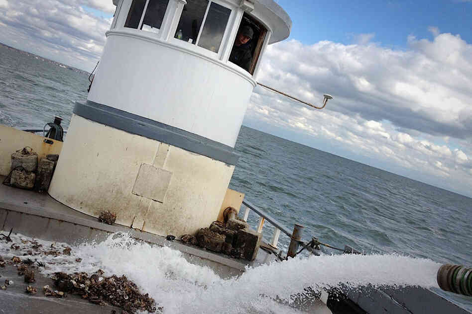 They're not out here to farm, they're just here to survey. So the Bloom men pump seawater onto the boat and wash the shells back into the water.