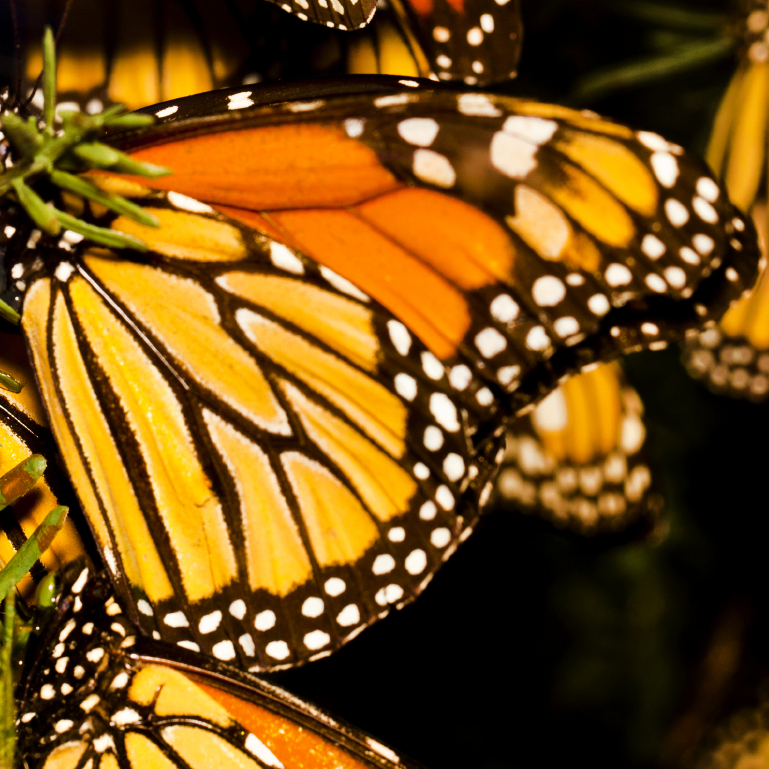 Monarch Migration