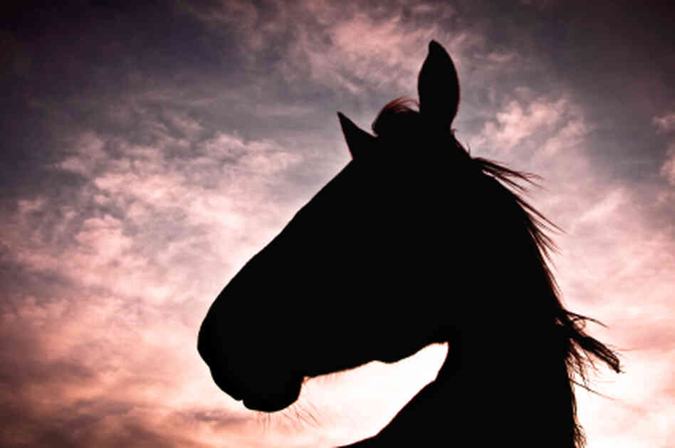 "The best thing that ever happened to horses was that they ceased to be the automobiles and trucks of their day," says author Jane Smiley. "The automobile was invented and horses became pets, companion animals, leisure animals and so in general they became better treated. "The best thing that ever happened to horses was that they ceased to be the automobiles and trucks of their day," says author Jane Smiley. "The automobile was invented and horses became pets, companion animals, leisure animals and so in general they became better treated.