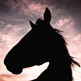 "The best thing that ever happened to horses was that they ceased to be the automobiles and trucks of their day," says author Jane Smiley. "The automobile was invented and horses became pets, companion animals, leisure animals and so in general they became better treated.