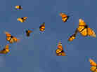 monarch butterfly migration monarch butterfly migration