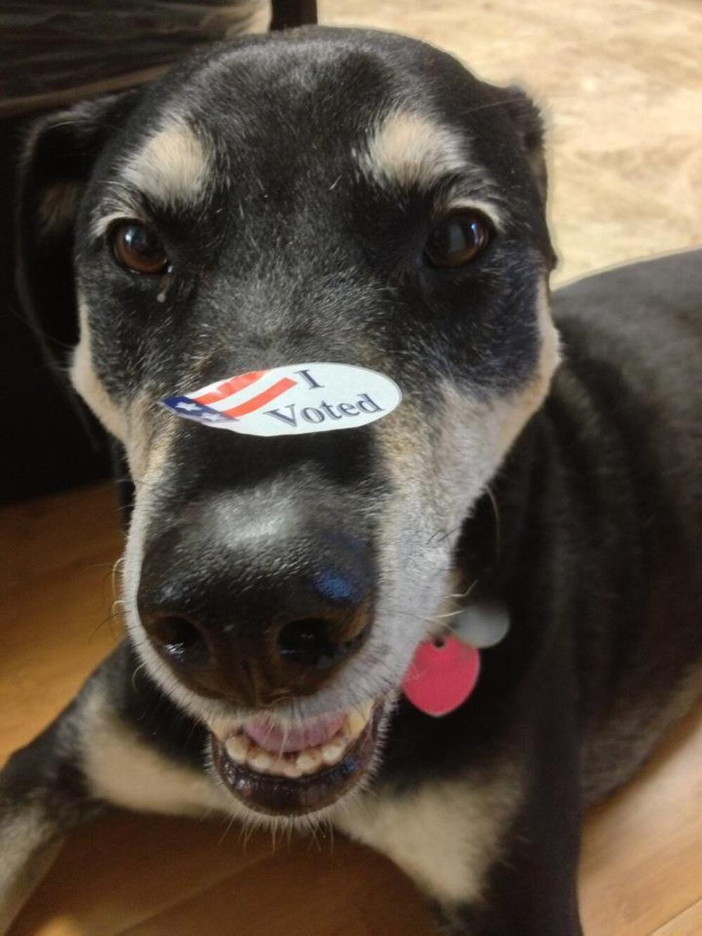 Alameda, Calif., resident Michelle Wong shows off her "I Voted" sticker on her dog, Sarah.