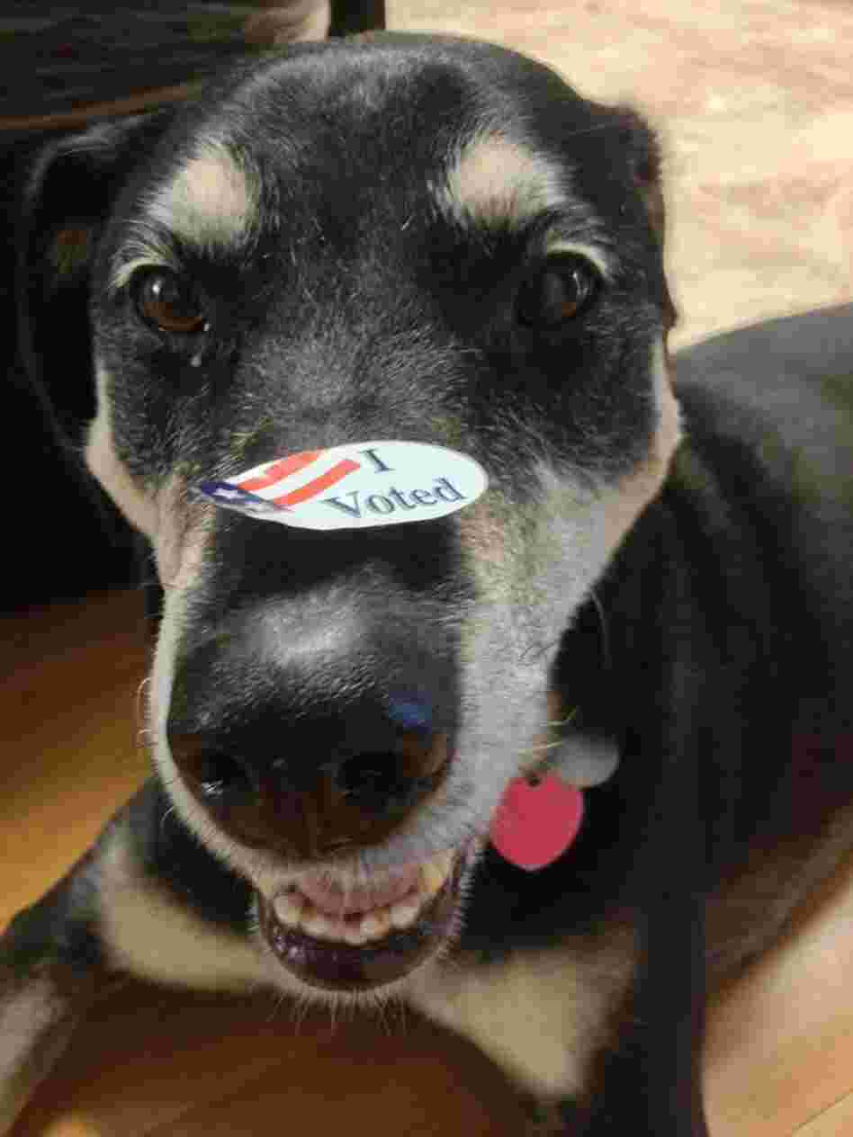 Alameda, Calif., resident Michelle Wong shows off her "I Voted" sticker on her dog, Sarah.