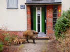 Some 3,000 wild boars are estimated to roam Germany's capital. This 2008 picture provided by the Berlin Forestry Commission shows a sow and her offspring that decided to make their home outside an apartment building. Recently, a wild boar attacked and injured four people in a Berlin neighborhood. Some 3,000 wild boars are estimated to roam Germany's capital. This 2008 picture provided by the Berlin Forestry Commission shows a sow and her offspring that decided to make their home outside an apartment building. Recently, a wild boar attacked and injured four people in a Berlin neighborhood.