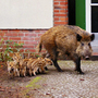 Some 3,000 wild boars are estimated to roam Germany's capital. This 2008 picture provided by the Berlin Forestry Commission shows a sow and her offspring that decided to make their home outside an apartment building. Recently, a wild boar attacked and injured four people in a Berlin neighborhood. Some 3,000 wild boars are estimated to roam Germany's capital. This 2008 picture provided by the Berlin Forestry Commission shows a sow and her offspring that decided to make their home outside an apartment building. Recently, a wild boar attacked and injured four people in a Berlin neighborhood.