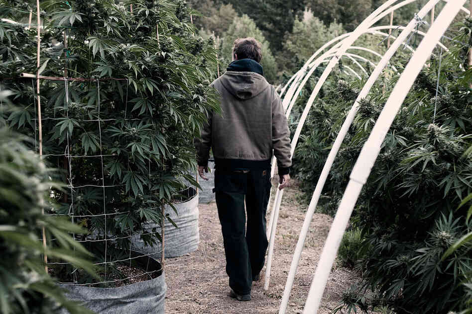 "Grassland" is a series that peeks behind the curtain of pot production in California.