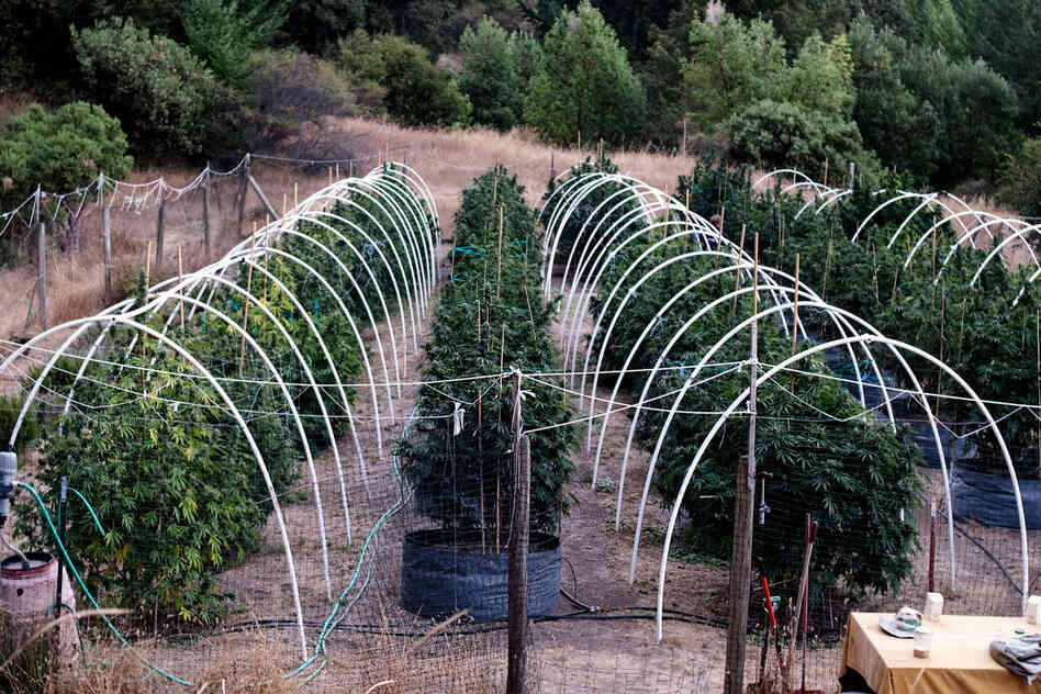 "Grassland" is a series that peeks behind the curtain of pot production in California.