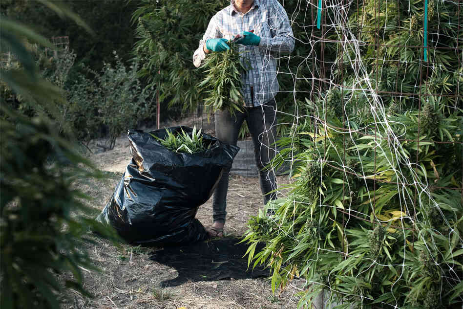 "Grassland" is a series that peeks behind the curtain of pot production in California.