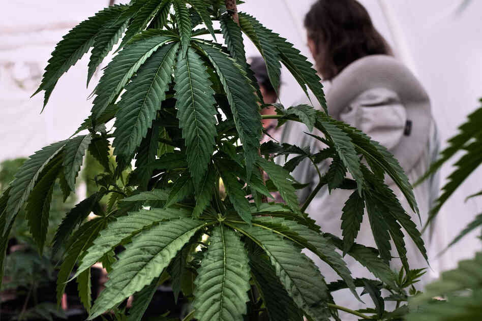 "Grassland" is a series that peeks behind the curtain of pot production in California.