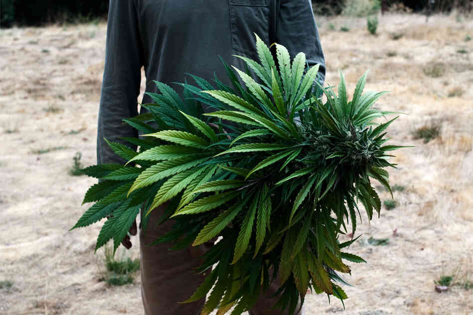 "Grassland" is a series that peeks behind the curtain of pot production in California.