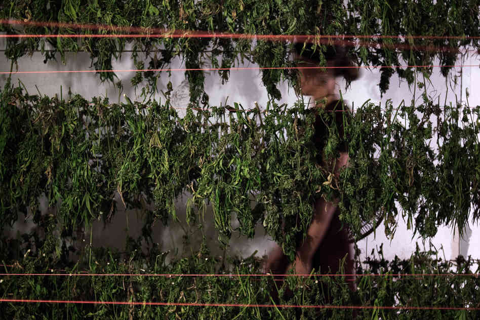 "Grassland" is a series that peeks behind the curtain of pot production in California.
