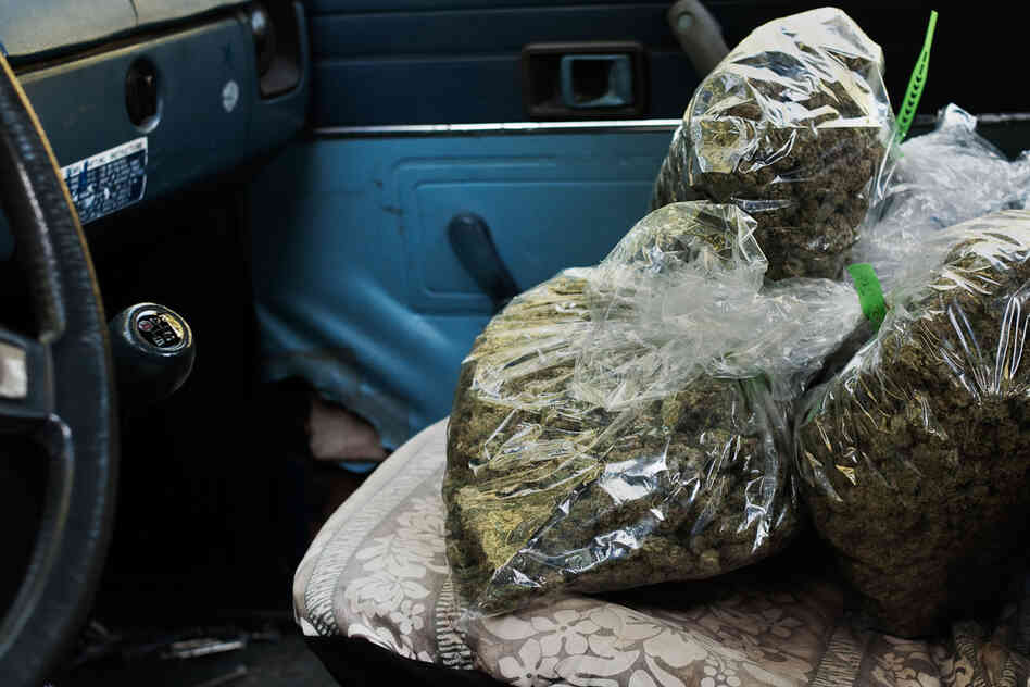 "Grassland" is a series that peeks behind the curtain of pot production in California.