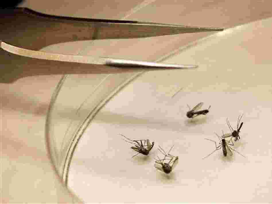 Mosquitoes are sorted at the Dallas County mosquito lab in Dallas, Texas on Aug. 16, 2012. Dallas County has seen the highest number of cases of West Nile virus of any county in Texas: 379 this year, as of Oct. 25. Mosquitoes are sorted at the Dallas County mosquito lab in Dallas, Texas on Aug. 16, 2012. Dallas County has seen the highest number of cases of West Nile virus of any county in Texas: 379 this year, as of Oct. 25.