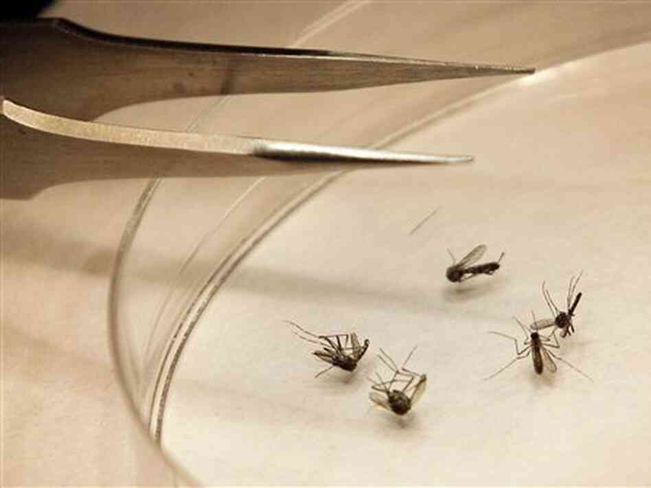 Mosquitoes are sorted at the Dallas County mosquito lab in Dallas, Texas on Aug. 16, 2012. Dallas County has seen the highest number of cases of West Nile virus of any county in Texas: 379 this year, as of Oct. 25. Mosquitoes are sorted at the Dallas County mosquito lab in Dallas, Texas on Aug. 16, 2012. Dallas County has seen the highest number of cases of West Nile virus of any county in Texas: 379 this year, as of Oct. 25.