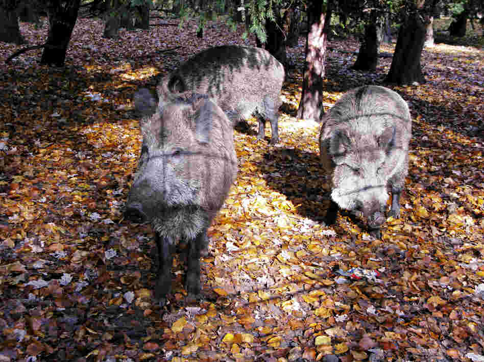 Wild boar, shown here inside an enclosure in a Berlin city park, are considered smart and quickly learn how to avoid hunters. Wild boar, shown here inside an enclosure in a Berlin city park, are considered smart and quickly learn how to avoid hunters.